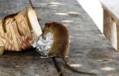 Dabīgie žurku atbaidītāji, kas tiešām darbojas un palīdz uzturēt grauzējus ārpus telpām Dabīgie žurku atbaidītāji, kas tiešām darbojas un palīdz uzturēt grauzējus ārpus telpām