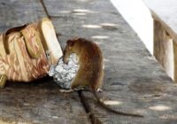 Dabīgie žurku atbaidītāji, kas tiešām darbojas un palīdz uzturēt grauzējus ārpus telpām