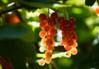 Horoskops 11. jūlijam: Aunam – ceļojums, Lauvai – interesanta situācija