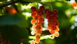 Horoskops 11. jūlijam: Aunam – ceļojums, Lauvai – interesanta situācija