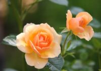Rozes ziedēs līdz septembrim, ja pagatavosiet mēslojumu pēc šīs receptes