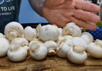 Bez šīs sēņu uzkodas grūti vairs iztēloties manu svētku galdu — pagatavot ir pavisam vienkārši, bet sanāk tik garšīgi Bez šīs sēņu uzkodas grūti vairs iztēloties manu svētku galdu — pagatavot ir pavisam vienkārši, bet sanāk tik garšīgi