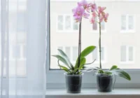 Svarīgs rudens padoms, kas palīdzēs orhidejām ziedēt bagātīgāk un skaistāk