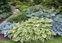 Dārznieki dalās ar 5 vērtīgiem padomiem, kā sagatavot hostas ziemai, lai pavasarī tās augtu vēl bagātīgāk