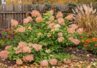 5 lietas, kas jāpaveic ar hortenzijām pirms salnām, lai tās pavasarī uzziedētu kupli