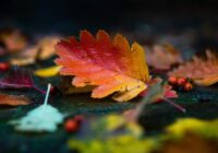 Horoskops 31. oktobrim: Vēzim – nopietnas domstarpības, Mežāzim – peļņa