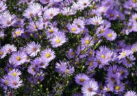 Marsa pagriezieni: ko 2025. gada novembris nesīs katrai zodiaka zīmei