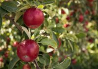 Eksperti nosaukuši augļu kokus, kurus nekad nevajadzētu stādīt pie mājas — lūk, kāpēc