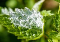 Parastā cepamā soda iznīcina miltrasu – padoms dārzniekiem