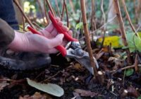 Aveņu apgriešana pirms ziemas: kā sagatavot krūmus pirmajām salnām un saglabāt ražu Aveņu apgriešana pirms ziemas: kā sagatavot krūmus pirmajām salnām un saglabāt ražu