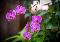 Pieredzējuši ziedu audzētāji iesaka izmantot šo metodi, lai panāktu orhideju ziedēšanu