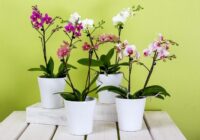 5 triki kā stimulēt orhideju ziedēšanu