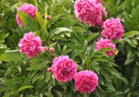 Kā pareizi apgriezt un ar ko barot peonijas rudenī, lai tās veiksmīgi pārziemotu un ziedētu vēl bagātīgāk