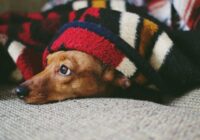 Pat bez apkures lūk, kā ātri paaugstināt temperatūru dzīvoklī