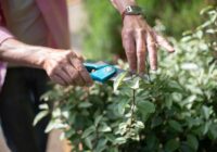 4 dārza augi, kurus ieteicams apgriezt pirms novembra, lai pavasarī nodrošinātu bagātīgākus ziedus