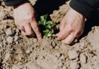 Nekavējies un iestādi šos augļus un dārzeņus oktobrī, lai tie dotu patīkamu ražu