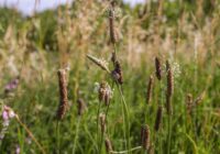 Nezāles kā augsnes stāvokļa vēstneši – tās atklās, kad ir īstais laiks mēslot