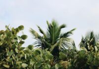 Atbrīvojieties no pelējuma “dabiskā veidā” ar 4 telpaugiem, kas absorbē nevēlamu mitrumu