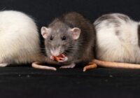 Rudenī žurkas un peles netuvosies tavam dārzam, ja tu apsmidzināsi to ar pašgatavotu šķīdumu Rudenī žurkas un peles netuvosies tavam dārzam, ja tu apsmidzināsi to ar pašgatavotu šķīdumu