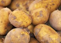 Kartupeļi vairs nedīgst un nebojājas — vectēvs man reiz parādīja, kā tos pareizi uzglabāt