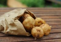 Kartupeļi glabāsies 6 mēnešus ilgāk un nedīgs, ja tos uzglabāsiet vienā konkrētā vietā