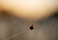 Zirnekļi izvairīsies no ienākšanas mājās, ja logus un durvis apsmidzināsiet ar vienu noteiktu smaržu