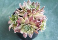 5 stilīgi telpaugi, kas augs gandrīz bez kopšanas 5 stilīgi telpaugi, kas augs gandrīz bez kopšanas