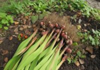 Pēdējais brīdis, lai izraktu gladiolas: dārznieka padoms, kā pārziemināt sīpolus Pēdējais brīdis, lai izraktu gladiolas: dārznieka padoms, kā pārziemināt sīpolus