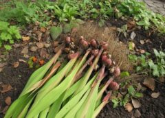 Pēdējais brīdis, lai izraktu gladiolas: dārznieka padoms, kā pārziemināt sīpolus Pēdējais brīdis, lai izraktu gladiolas: dārznieka padoms, kā pārziemināt sīpolus