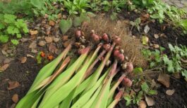 Pēdējais brīdis, lai izraktu gladiolas: dārznieka padoms, kā pārziemināt sīpolus Pēdējais brīdis, lai izraktu gladiolas: dārznieka padoms, kā pārziemināt sīpolus